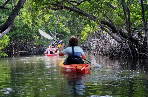mangrove kayak 1